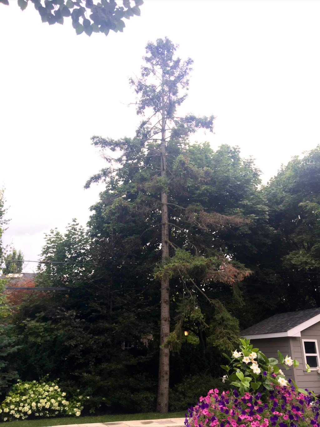 Columbus Tree Services | 20 Columbus Rd W, Oshawa, ON L1G 0G6, Canada | Phone: (416) 670-9851