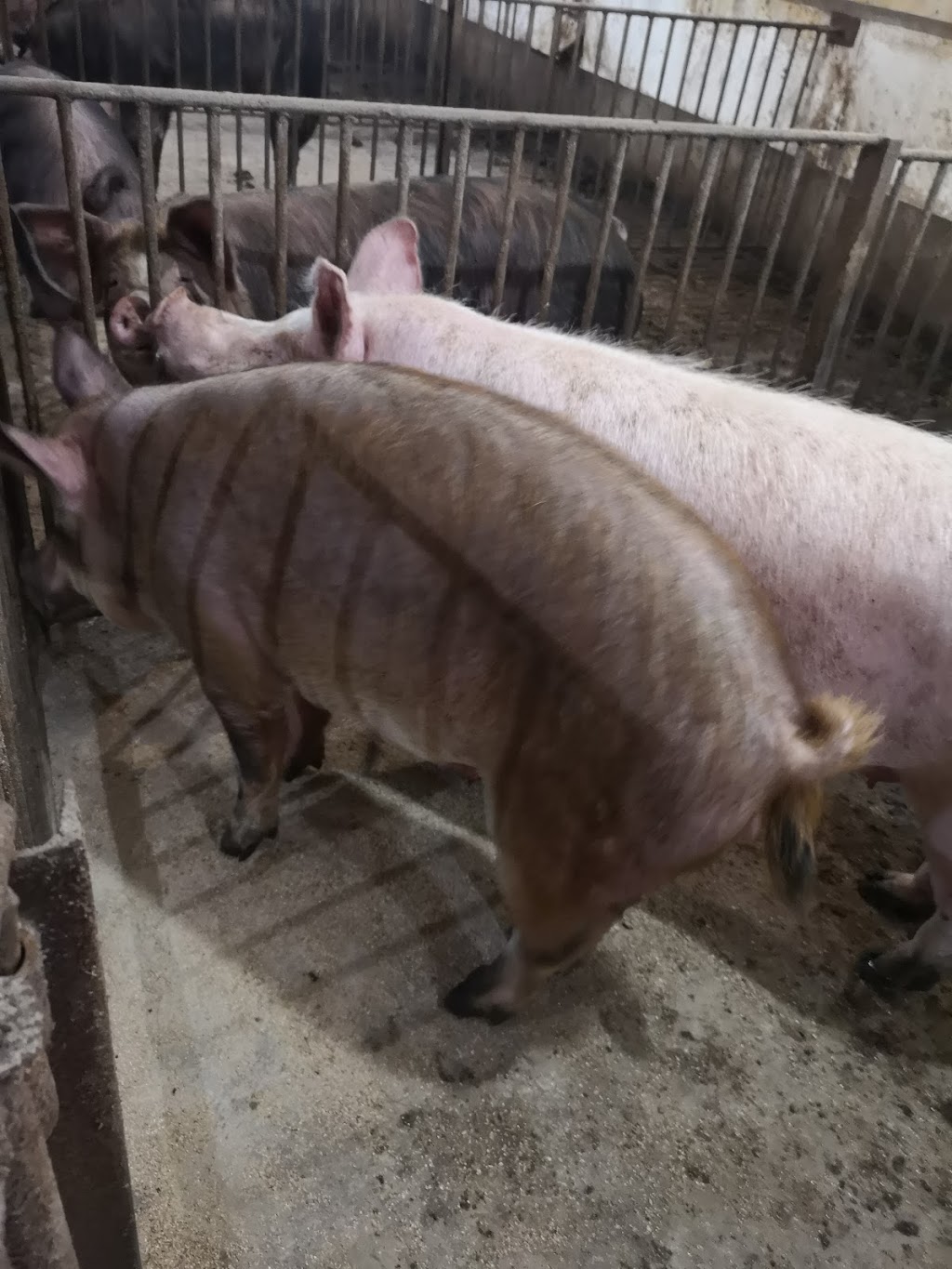 Morgans Hog Haven | Unnamed Road, Prince Albert No. 461, SK S6V 2W9, Canada | Phone: (306) 922-8387