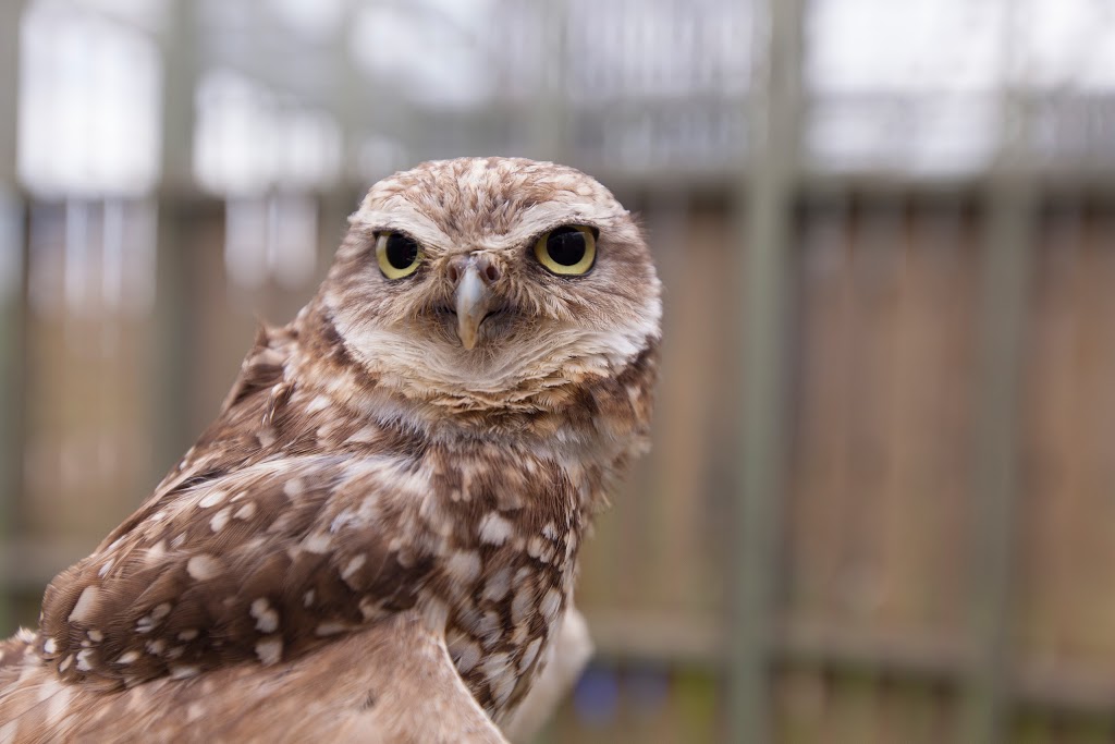 Saskatchewan Burrowing Owl Interpretive Centre | 250 Thatcher Dr E, Moose Jaw, SK S6J 1L7, Canada | Phone: (306) 692-8710