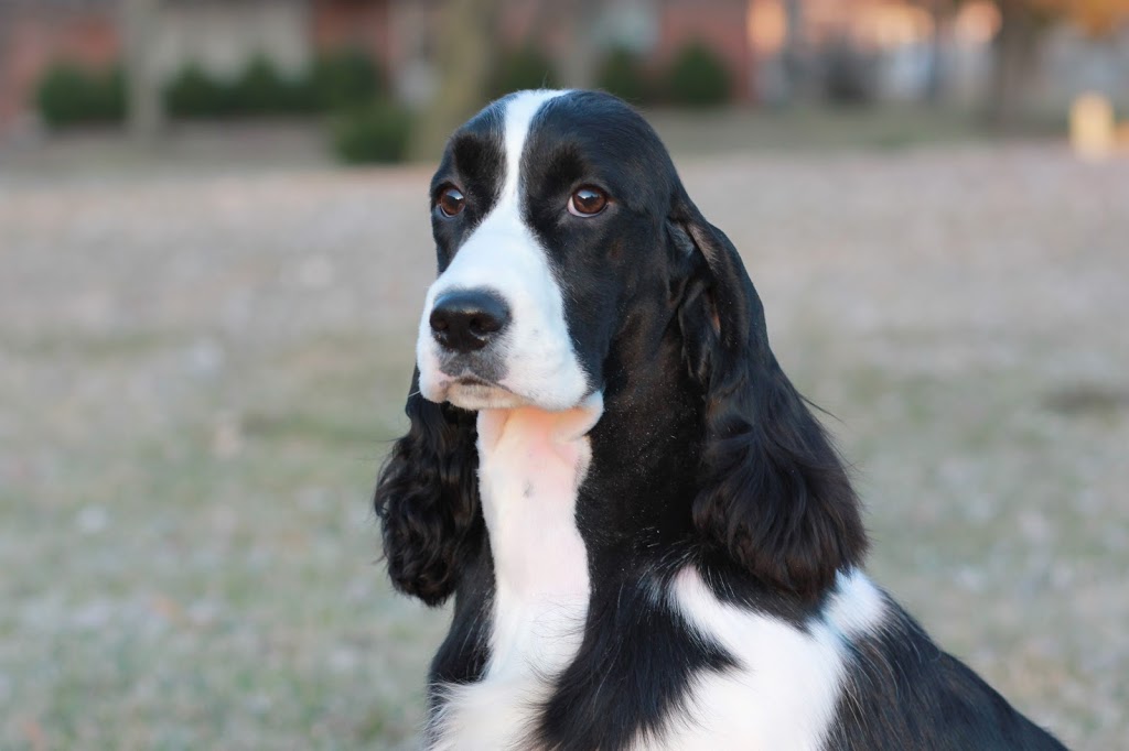 Trojh English Springer Spaniels | 757 Arthur St, Ayton, ON N0G 1C0, Canada | Phone: (519) 665-7488