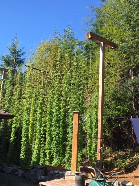 Checkerhead Brewing Inc. | Sherburne Dr, Shirley, BC V9Z 1G8, Canada | Phone: (778) 528-2028