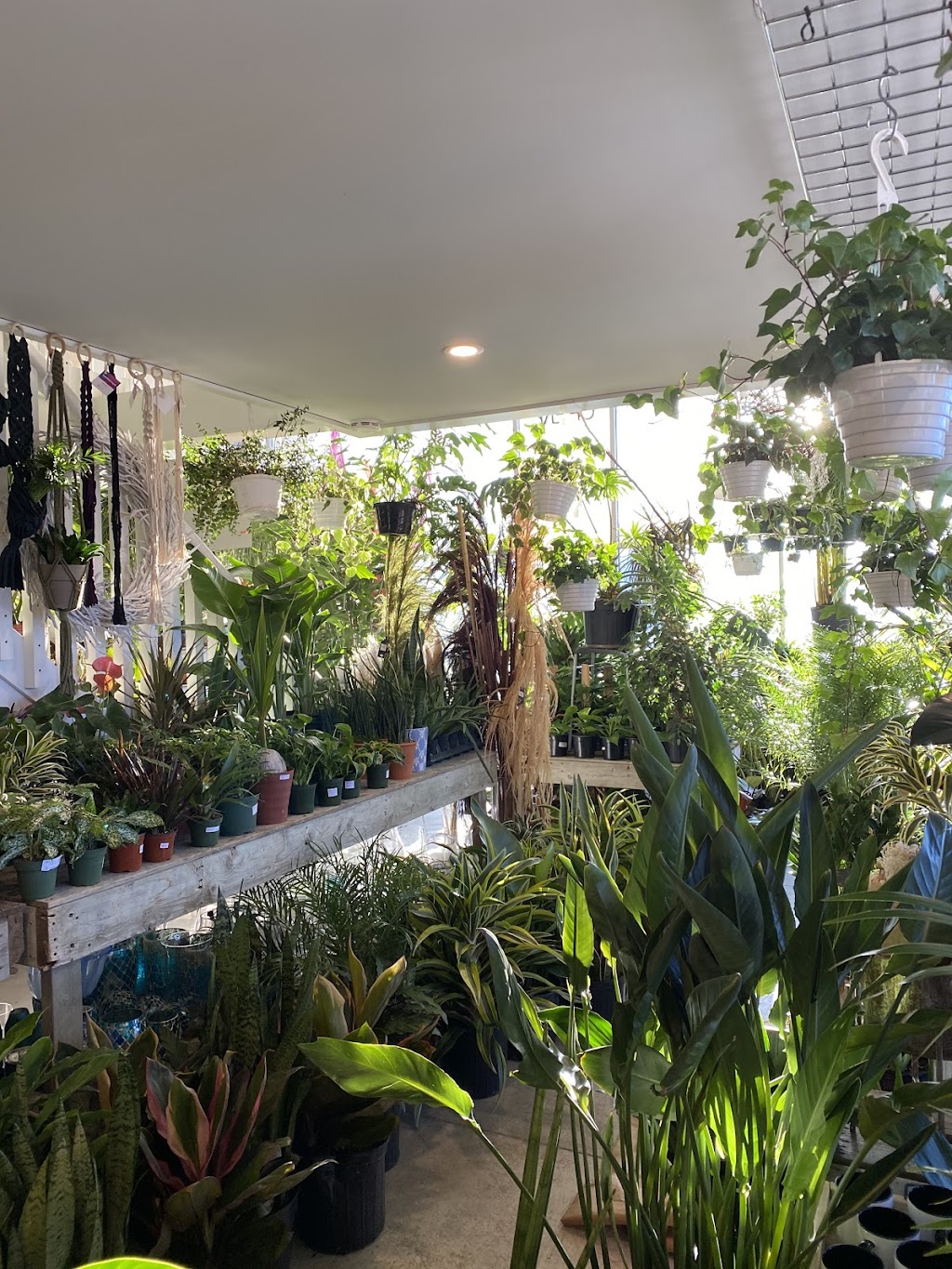 Urban Jungle Cambridge | 149 Hespeler Rd, Cambridge, ON N1R 3G9, Canada | Phone: (519) 624-8284