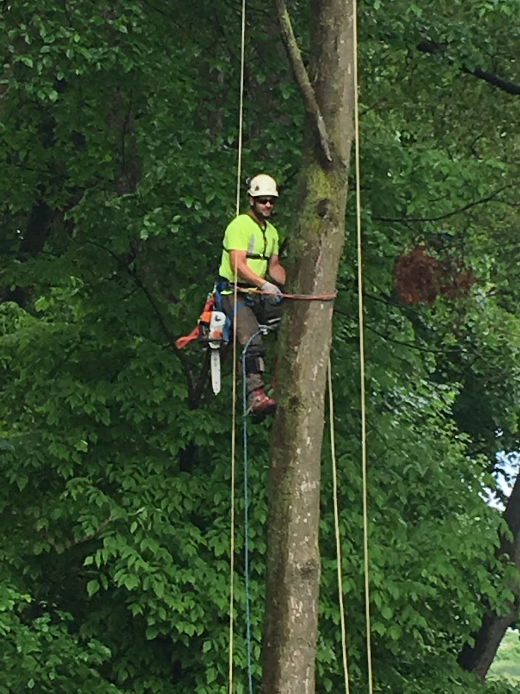Diamond Tree Care & Consulting Inc. | 8614 Sixth Line, Georgetown, ON L7G 4S6, Canada | Phone: (905) 878-6444