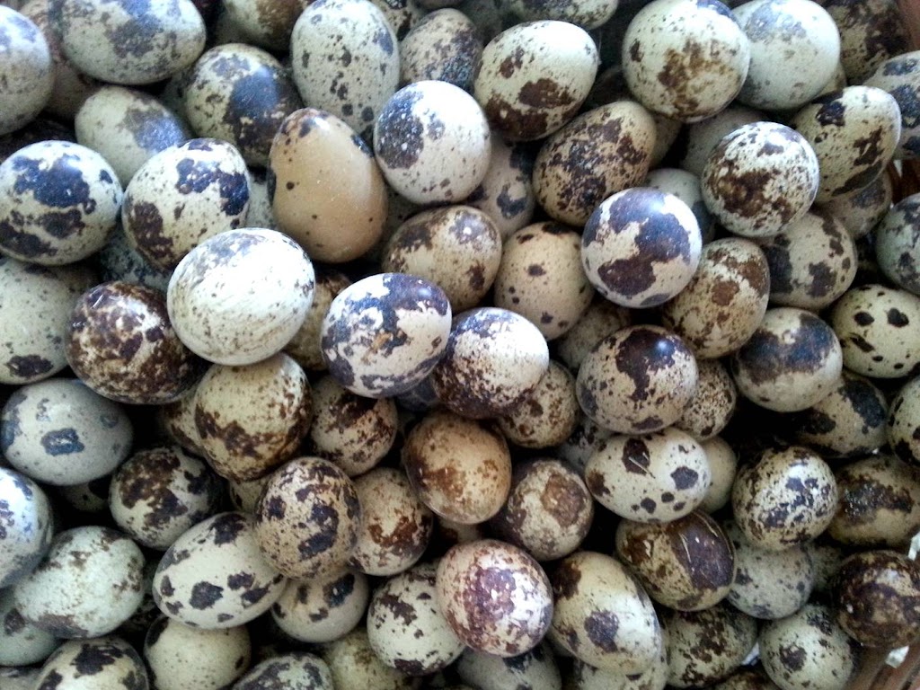 Ontario Quail Farm | 1417 Vances Side Rd, Woodlawn, ON K0A 3M0, Canada | Phone: (416) 669-2111