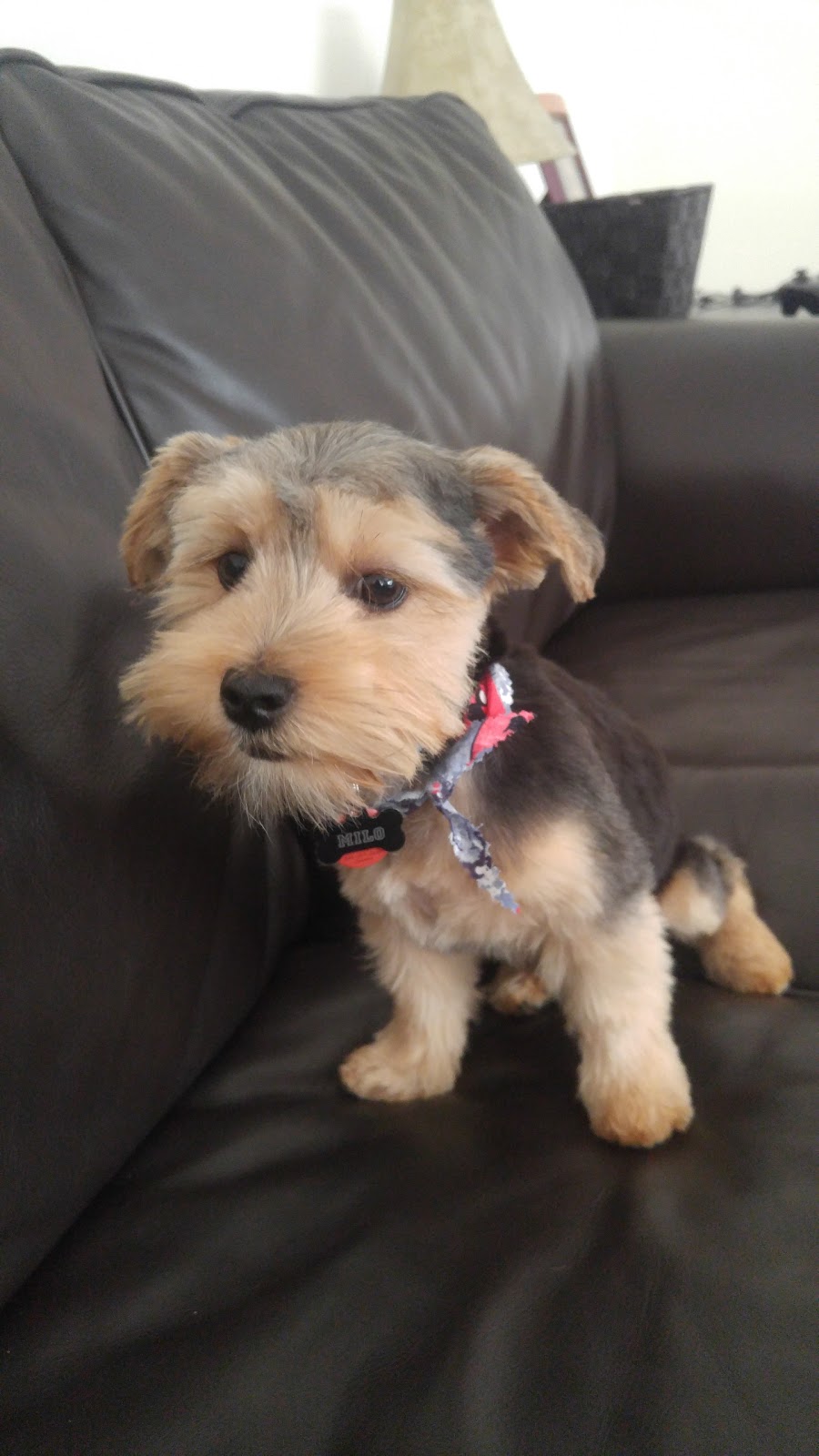 Joshua Creek Animal Hospital | 2501 Prince Michael Dr, Oakville, ON L6H 0E9, Canada | Phone: (905) 257-6630