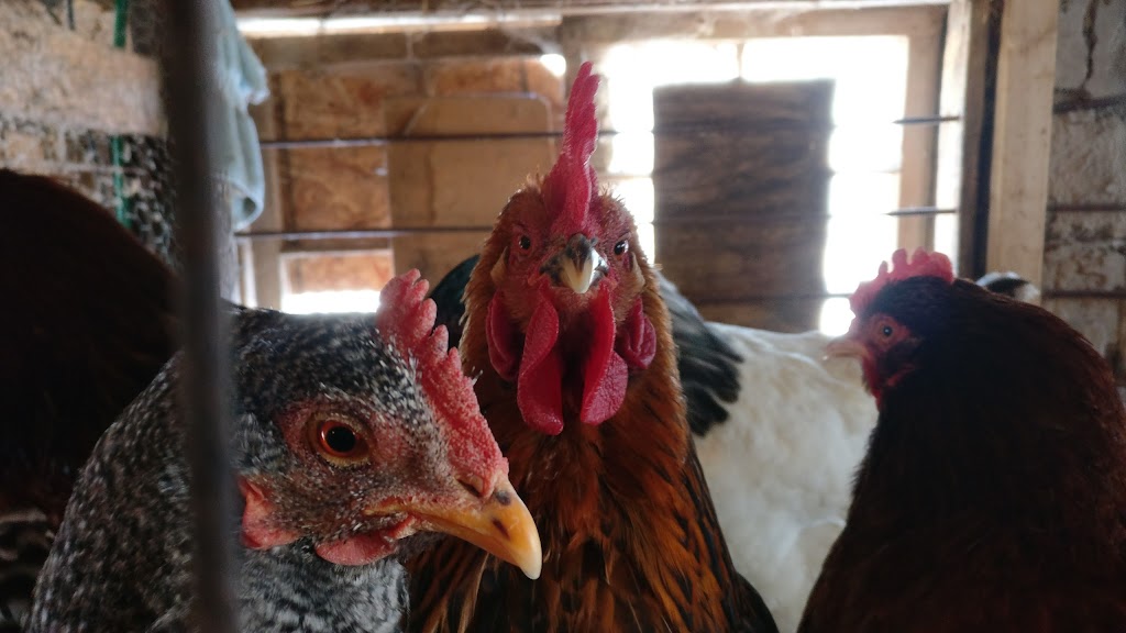 FrogHollow Farm Sanctuary | 855102 Gobles Rd, Princeton, ON N0J 1V0, Canada | Phone: (519) 535-4763