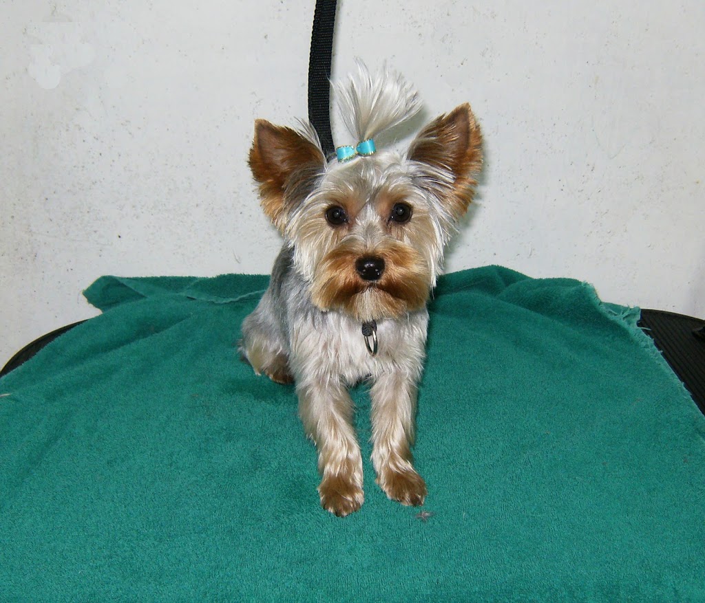 WeeBreed Dog Grooming | 9 McLeod Road Northwest As 9 McLeod Place Grey Townhouses McLeod Place, 53 St NW, Edmonton, AB T5A 3A8, Canada | Phone: (780) 473-6591