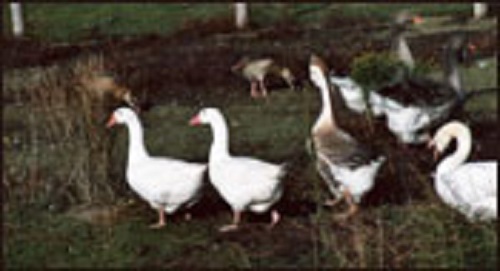 Farm Du Bassin | 1040 Rang Saint Jean Baptiste, Saint-Joachim-de-Courval, QC J1Z 2E2, Canada