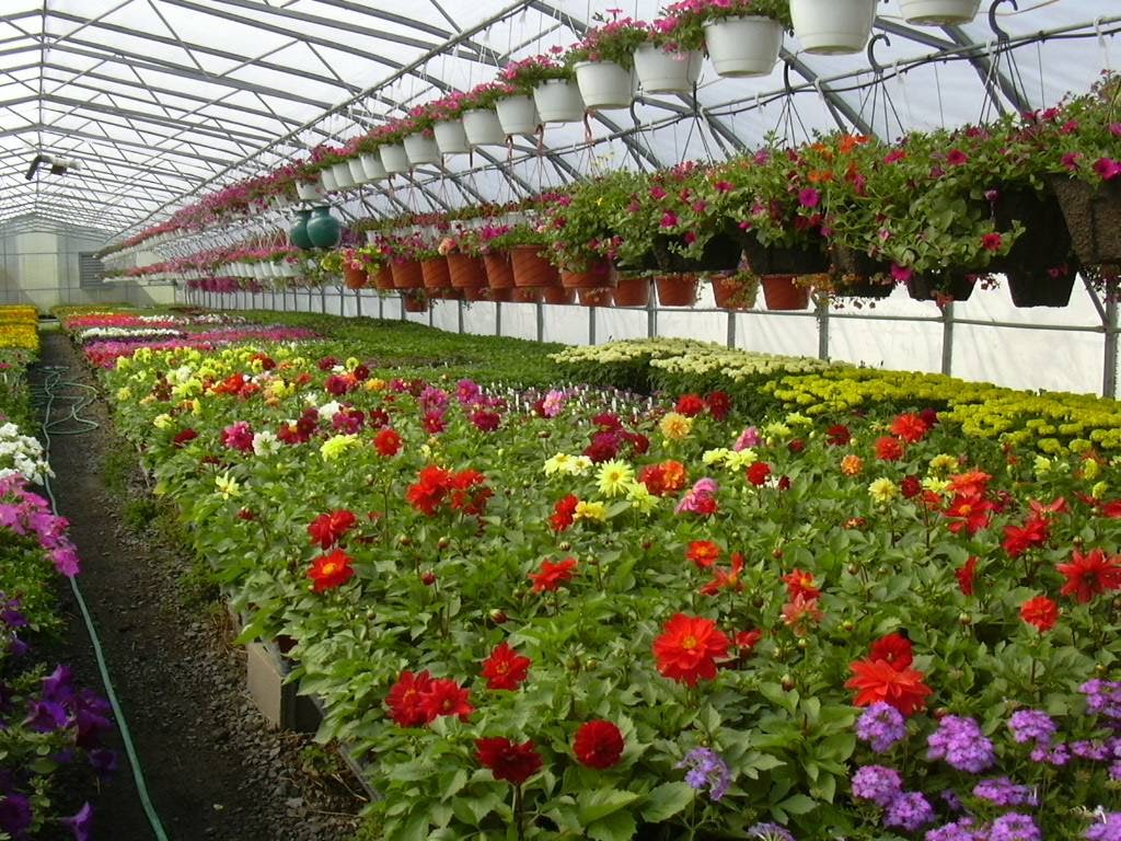 Lavocats Family Greenhouse and Nursery | 8441 County Rd, East Amherst, NY 14051, USA | Phone: (716) 741-3976