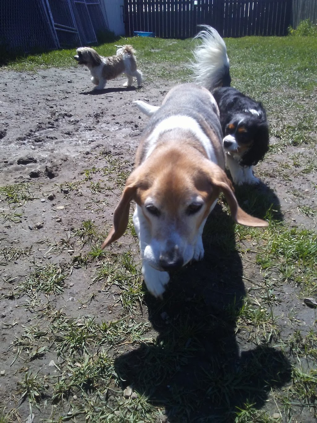 High Tails Pet Resort Inc. | 261178 RR290, Alberta T4A 0P7, Canada | Phone: (403) 226-0036