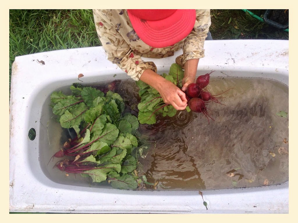 Knuckle Down Farm | 251 Anderson Island Rd, Frankford, ON K0K 2C0, Canada | Phone: (647) 928-5253