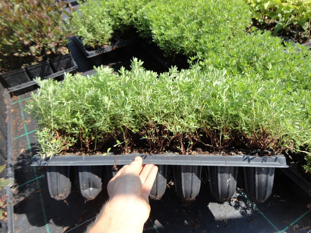 JPLANT | 330 W Drive in Rd, Napanee, ON K7R 3L1, Canada | Phone: (613) 217-9773