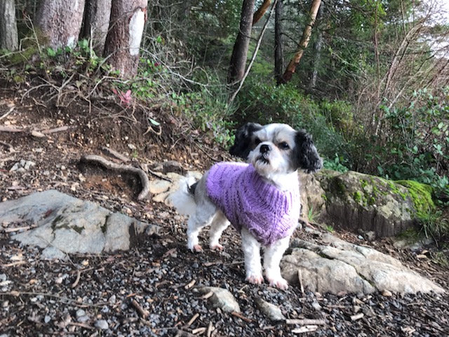 Debbies Dog Spaw | 6394 Bryn Rd, Saanichton, BC V8M 1X6, Canada | Phone: (250) 590-7777