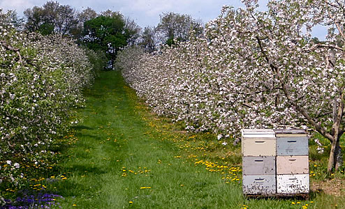Simple Life Homestead | 7301 Dixon Rd, Brockville, ON K6V 5T2, Canada | Phone: (613) 794-0565