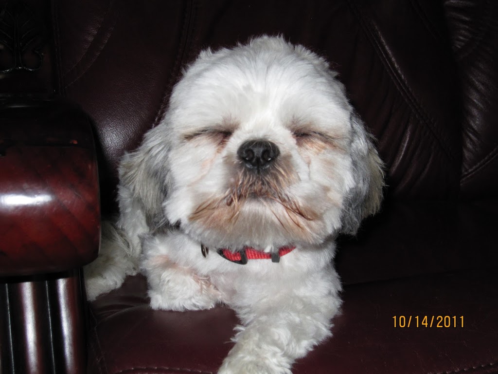 STRESS FREE DOG GROOMING IN MY HOME | 3270 Evadere Ave, Ridgeway, ON L0S 1N0, Canada | Phone: (905) 894-9363