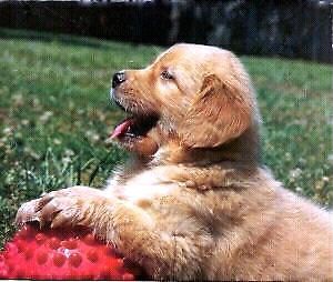 No.1 Dog Walking & Pet Sitting Services | 12 Conifer Crescent, London, ON N6K 2V2, Canada | Phone: (519) 495-2646
