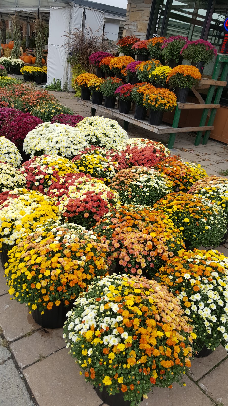 Lory Fleurs | 485 Chemin Bord-du-Lac, Dorval, QC H9S 2A9, Canada | Phone: (514) 804-8848
