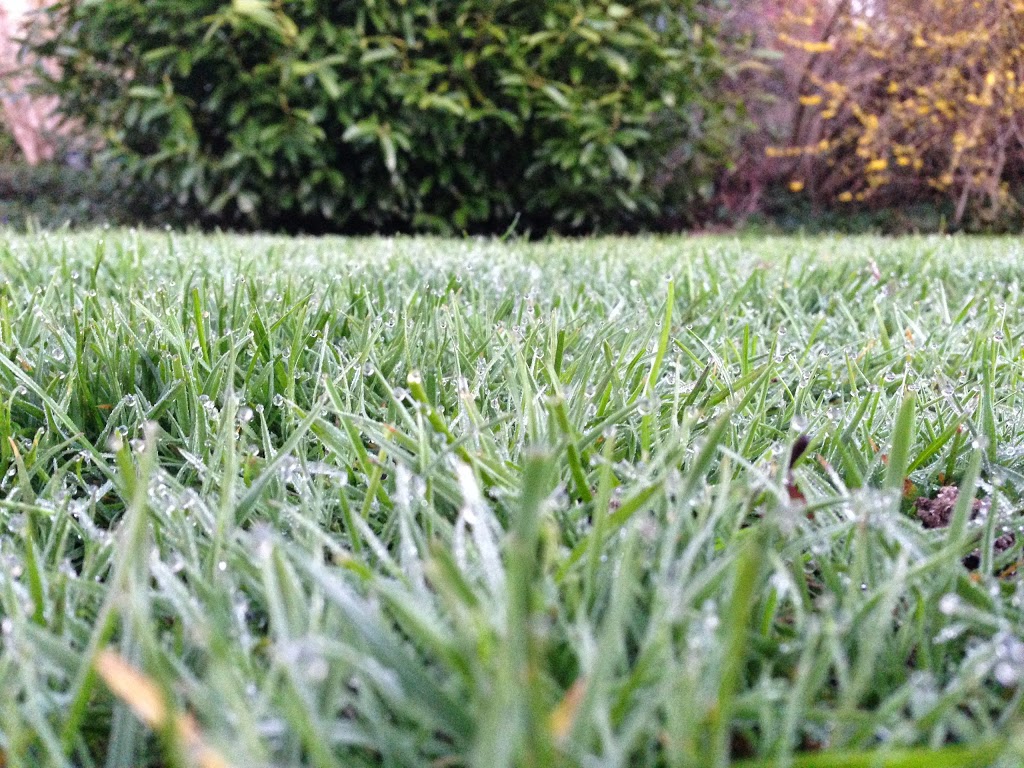 Nutri-Lawn of Vancouver & Fraser Valley | 319 14th St, New Westminster, BC V3M 5T2, Canada | Phone: (604) 283-1701