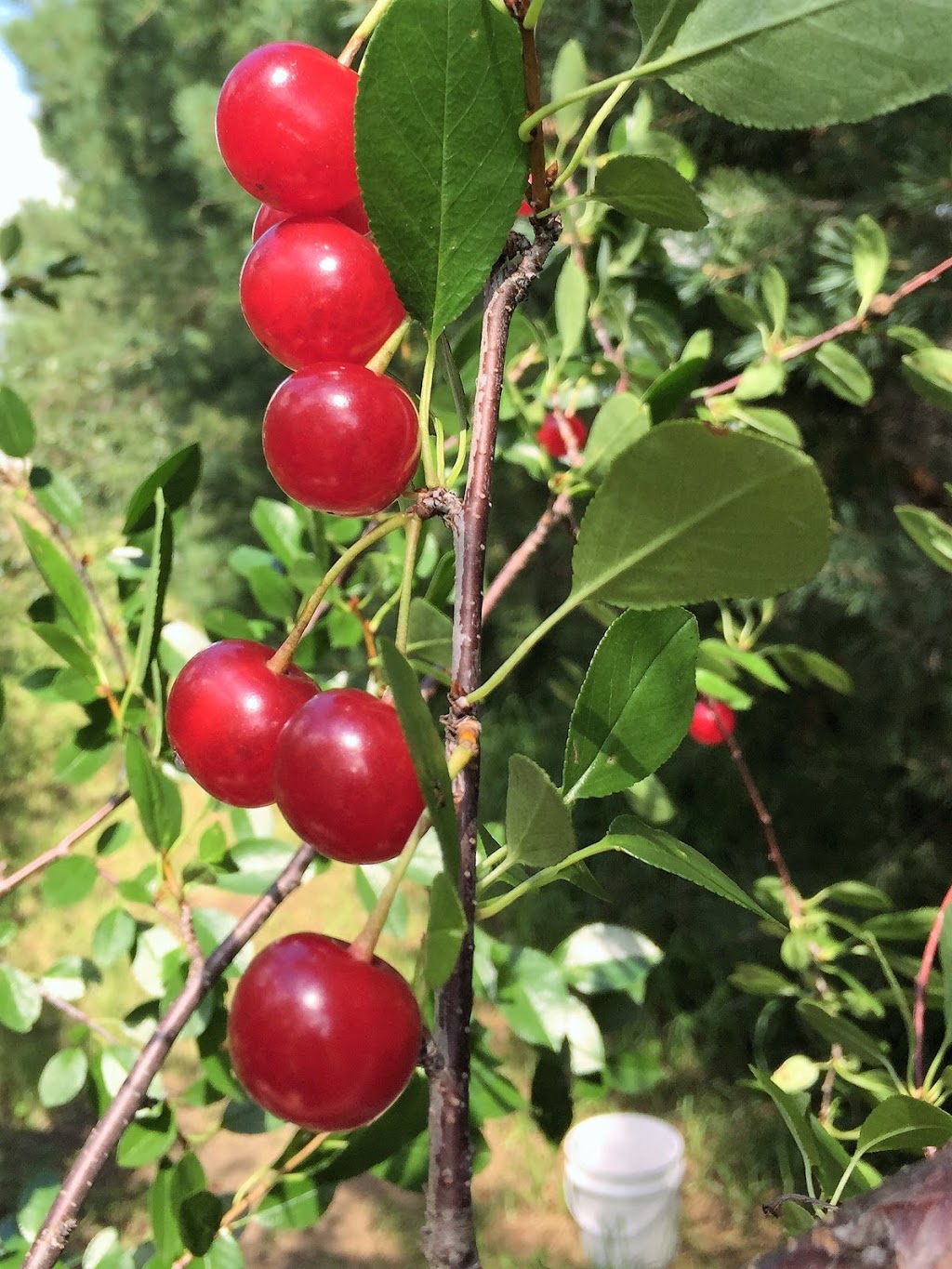 Crystal Beach Orchards | Railway Ave., Harris, SK S0L 1K0, Canada | Phone: (306) 270-5699