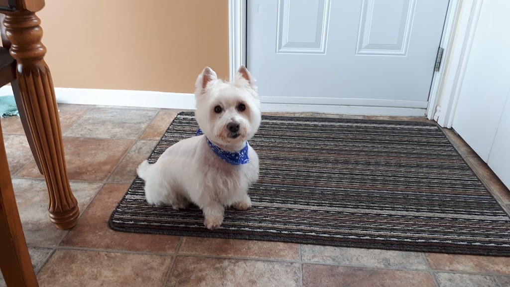 Veterinary Hospital Le Boisé | 270 Boul du Royaume E, Chicoutimi, QC G7H 0B9, Canada | Phone: (418) 696-1700