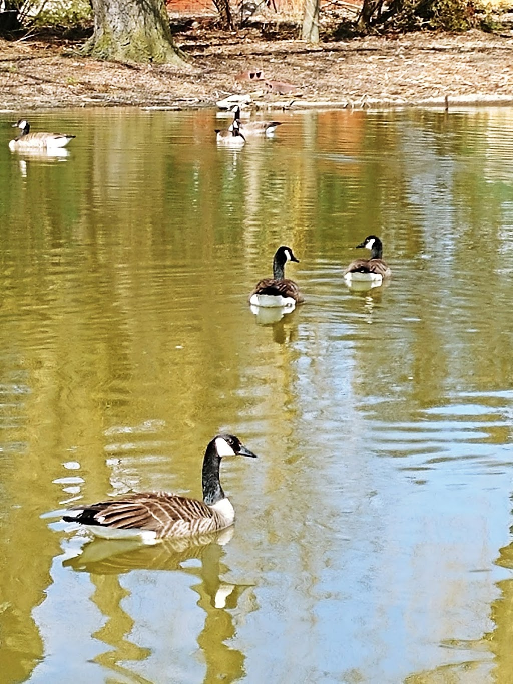 Jack Miner Migratory Bird Sanctuary | 332 Road 3 W, Kingsville, ON N9Y 2E5, Canada | Phone: (519) 733-4034