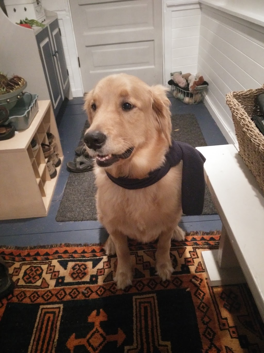 Pretty Pet The | 30 Arletta St, Georgetown, ON L7G 3J3, Canada | Phone: (905) 877-1995