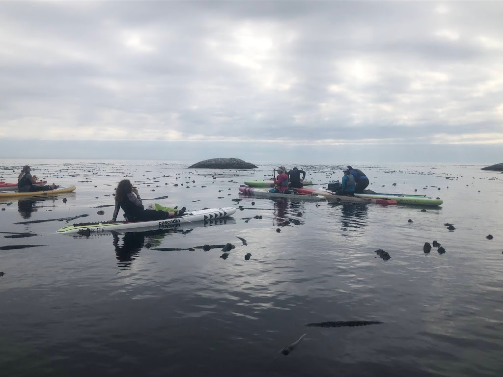 South Island SUP | 273 Richmond Ave, Victoria, BC V8S 3X9, Canada | Phone: (778) 679-1423