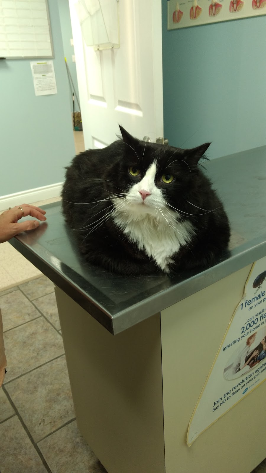 East Mountain Animal Hospital | 1175 Stone Church Rd E, Hamilton, ON L8W 2C6, Canada | Phone: (905) 389-0707