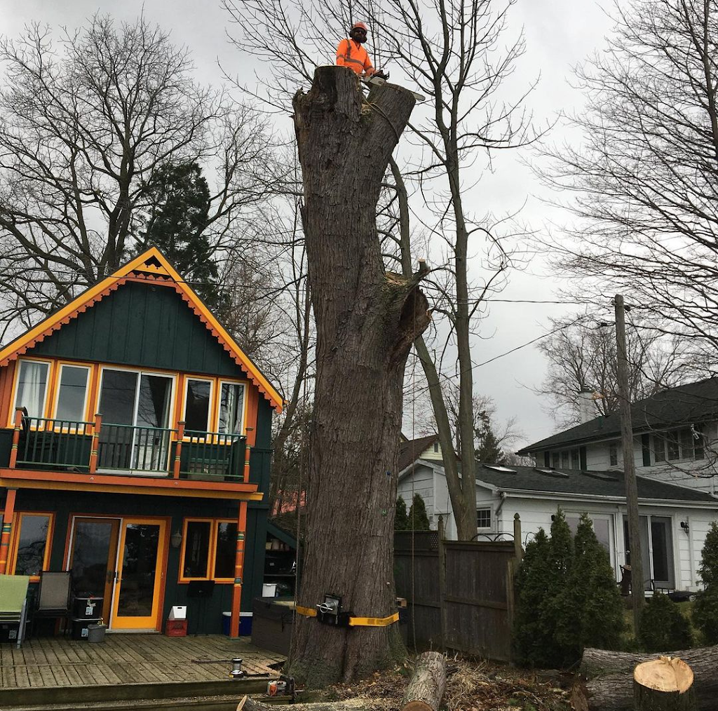 Safe Tree Ltd. | 2795 Moyer St, Fenwick, ON L0S 1C0, Canada | Phone: (289) 650-1775