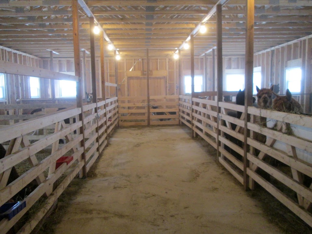 Alpacas Belarroyo | 9701 Rang de la Fresnière, Mirabel, QC J7N 2R8, Canada | Phone: (450) 258-2816