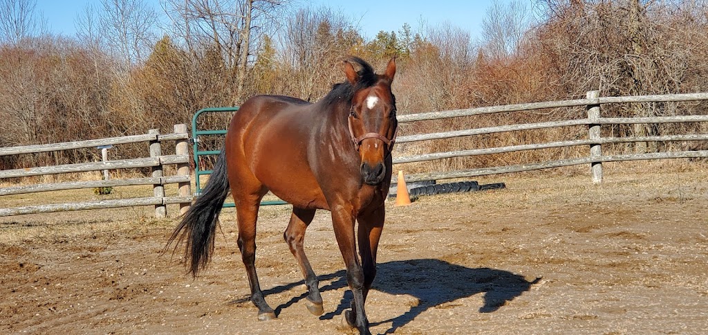 Inukshuk Farm & Equestrian Centre | 1940 Birch Island Rd, Lakefield, ON K0L 2H0, Canada | Phone: (705) 875-2899