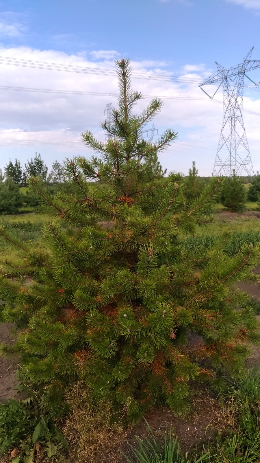 West Haven Nursery & Farms (By Appt. Only Please) | 36366 Range Rd 25, Spruce View, AB T4G 0N1, Canada | Phone: (403) 728-2100