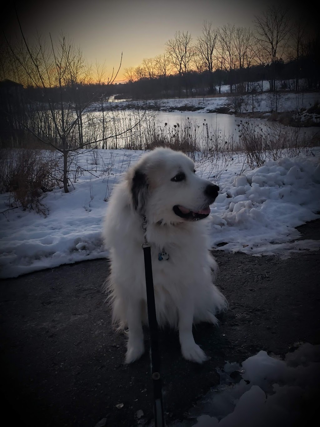 Julspops Dog Walking & Pet/House Sitting Services | 26 Mark St, London, ON N5V 2G5, Canada | Phone: (226) 228-9418