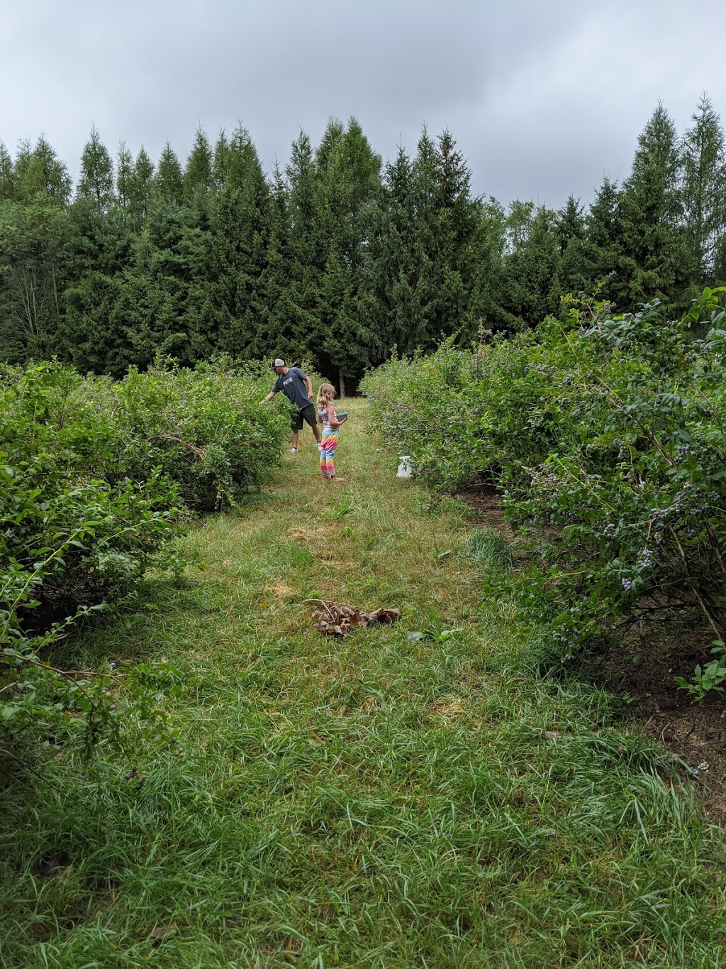 Bayfield Berry Farm | 77697 Orchard Line, Bayfield, ON N0M 1G0, Canada | Phone: (519) 482-1666