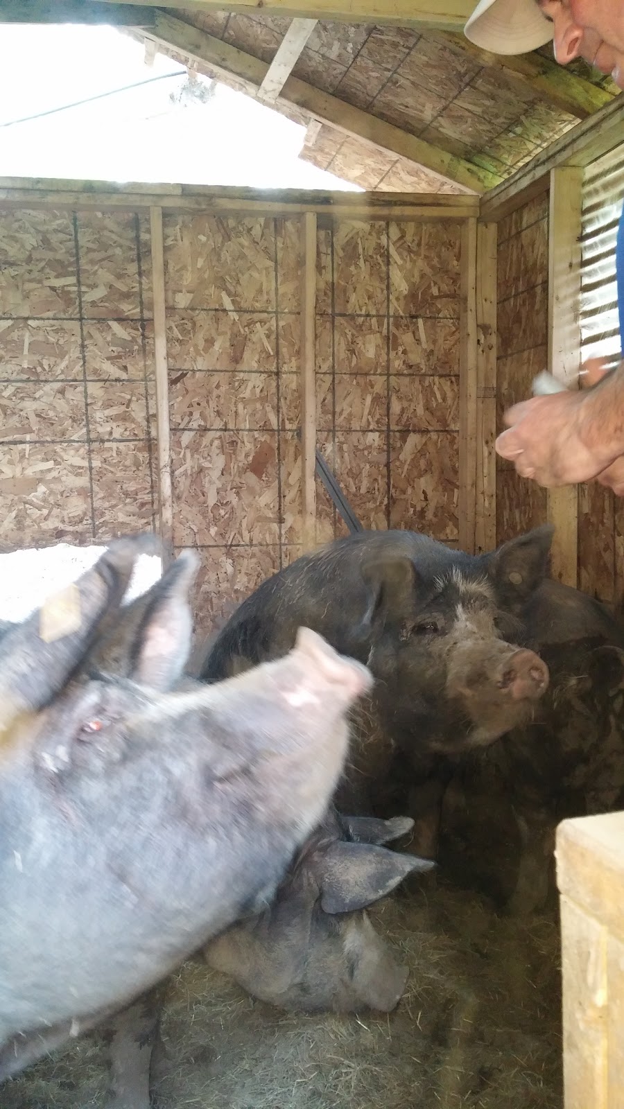 MoorBern Farm | 1438 NS-236, Scotch Village, NS B0N 2G0, Canada | Phone: (902) 757-1666
