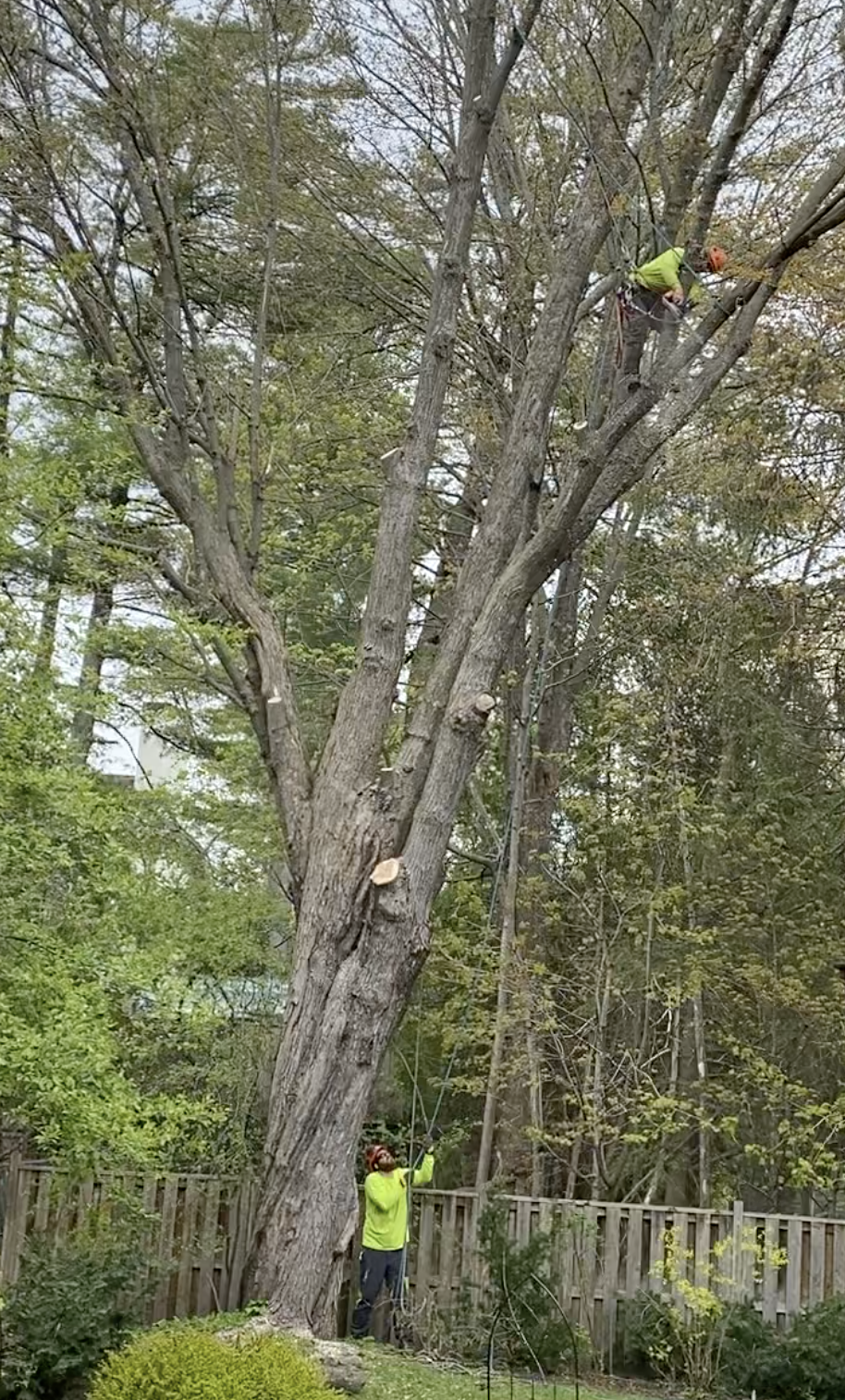 Wright Tree Service | 1265 Kingston Ave, Ottawa, ON K1Z 8K8, Canada | Phone: (613) 898-0698