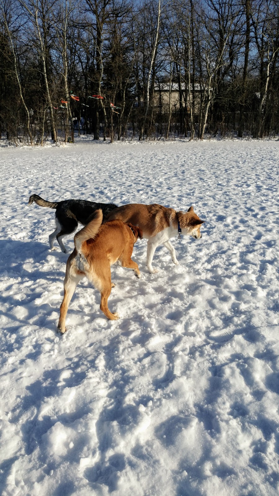 Charleswood Off Leash Dog Park | 3890 Haney St, Winnipeg, MB R3R, Canada