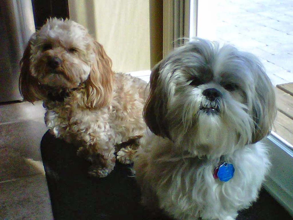 Purrs & Wags Professional Pet Care | 1964 Main St W, Hamilton, ON L8S 1J5, Canada | Phone: (905) 577-3911