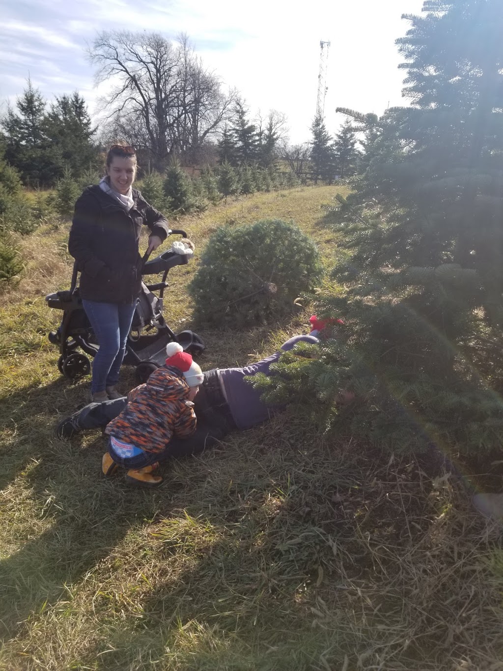 Chickadee Christmas Trees | 6639 Wellington Road 34, Cambridge, ON N3C 2V4, Canada | Phone: (519) 654-2029