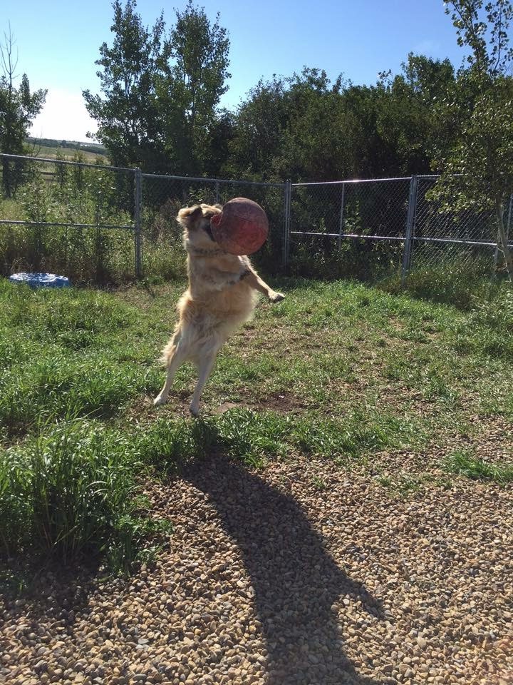 Very Important Pets Boarding Kennel & Grooming Salon | R. R. # 1, Halkirk, AB T0C 1M0, Canada | Phone: (403) 740-4833