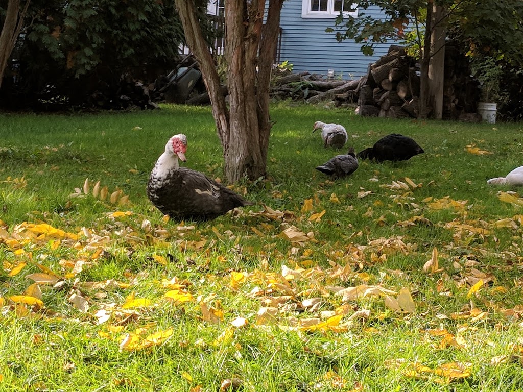 Ferme Mes petits caprices | 4395 Rang des Étangs, Saint-Jean-Baptiste, QC J0L 2B0, Canada | Phone: (450) 467-3991