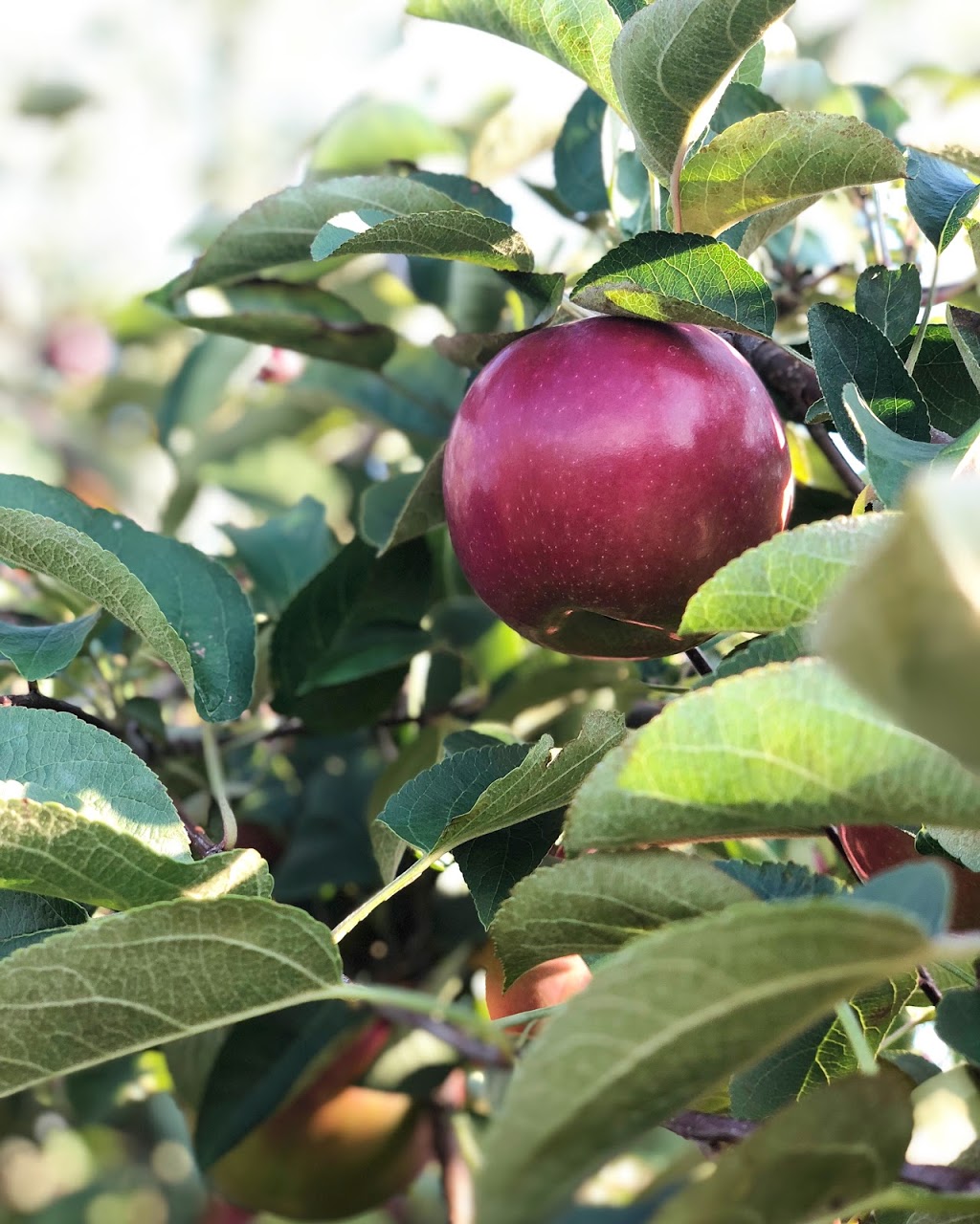 Allins Orchard | 3479 Concession Rd 3, Newcastle, ON L1B 1L9, Canada | Phone: (905) 987-2295