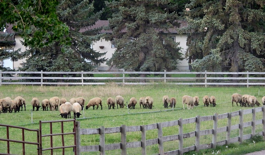 Elbas Farms Vacation Cottages and RV Park | Howe Rd, Lethbridge, AB T1J 5P9, Canada | Phone: (403) 329-8181