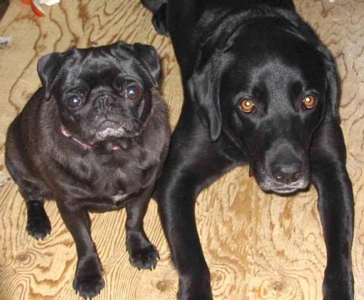 The Dog Trainer | 8727 Churchill Line, Between Sarnia & London, London,Middlesex,Sarnia,Lambton,Strathroy,Glencoe, Watford, ON N0M 2S0, Canada | Phone: (519) 849-5736