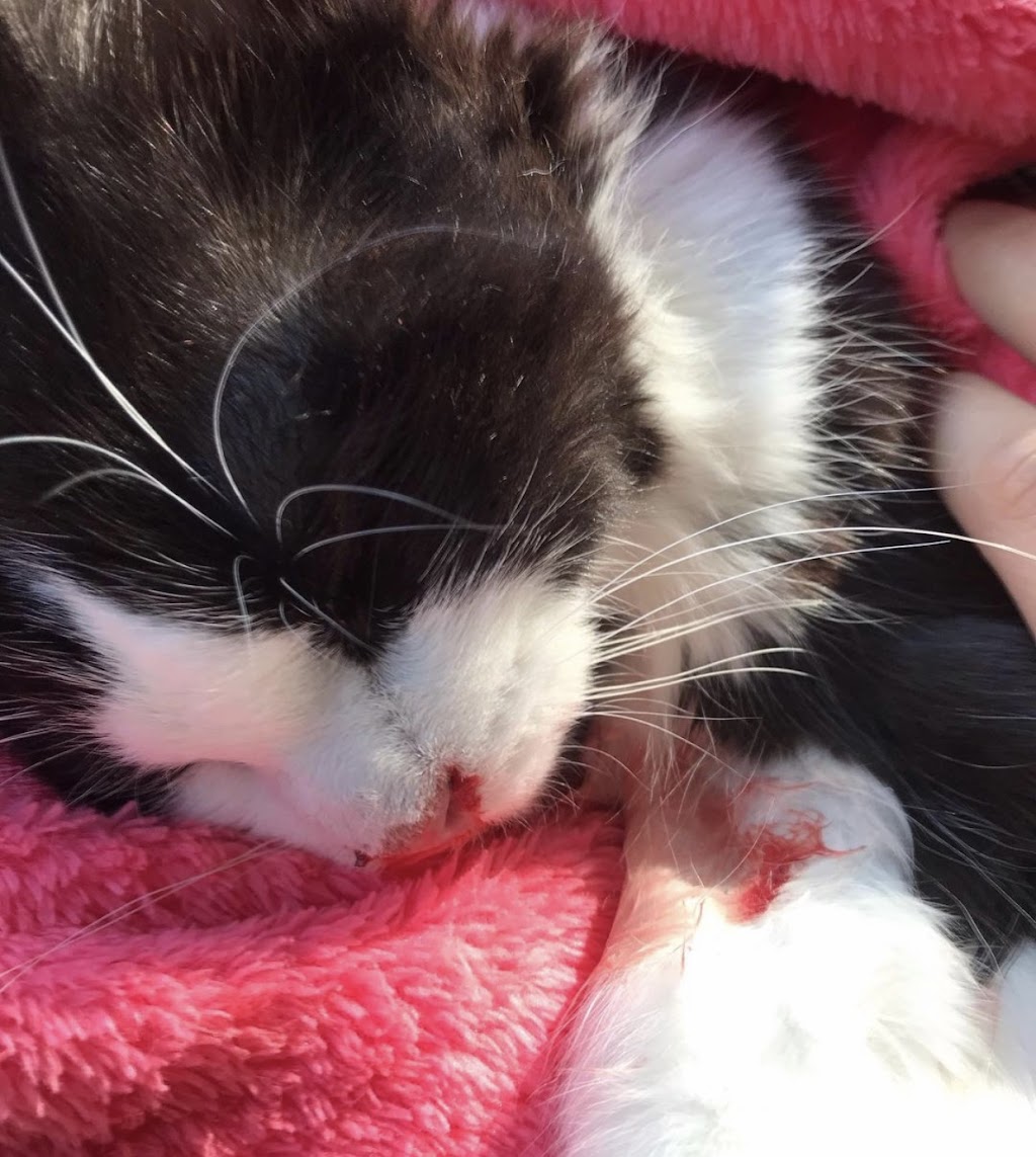 Toronto North Animal Hospital | 317 Sheppard Ave E, North York, ON M2N 3B3, Canada | Phone: (416) 546-7493