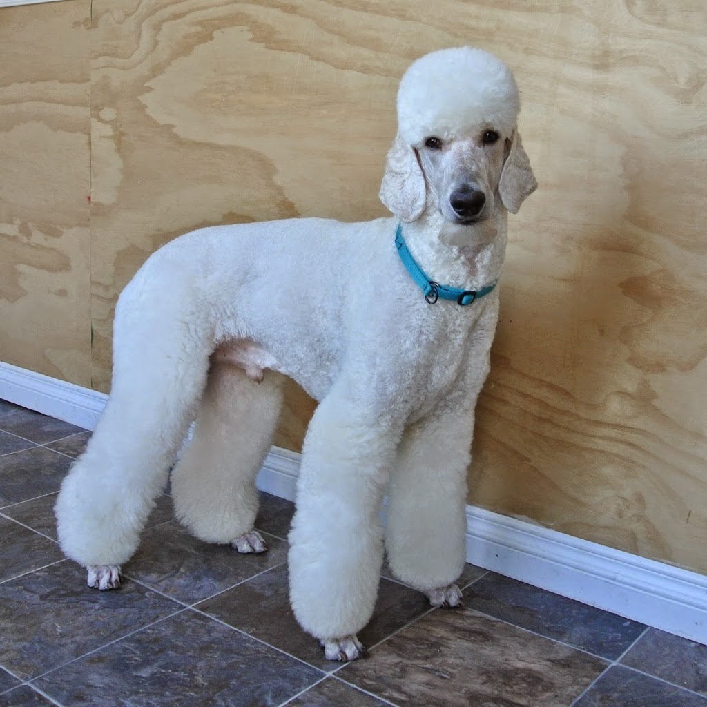 Pawparazzi Dog Grooming | 22378 132 Ave, Maple Ridge, BC V4R 2P6, Canada | Phone: (604) 477-1222