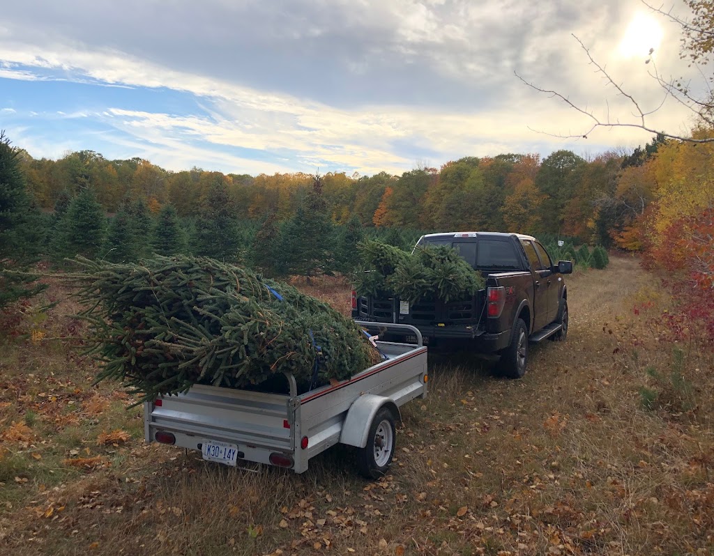 Desroches Tree Farm | 334 Macavalley Rd, Tiny, ON L9M 1R2, Canada | Phone: (705) 549-2271