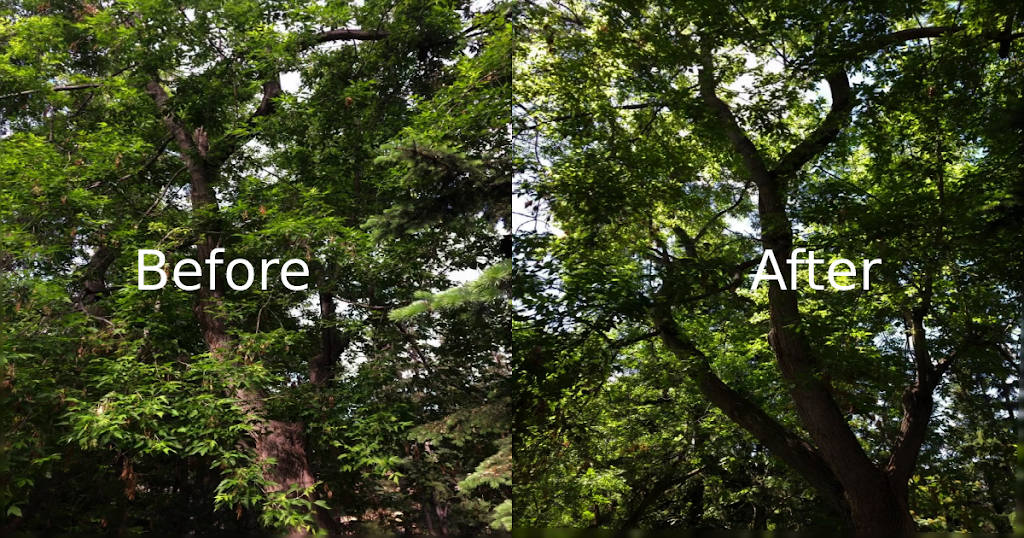 Regen Tree Service | 384 Woodside Cir NW, Airdrie, AB T4B 2J8, Canada | Phone: (403) 483-2689