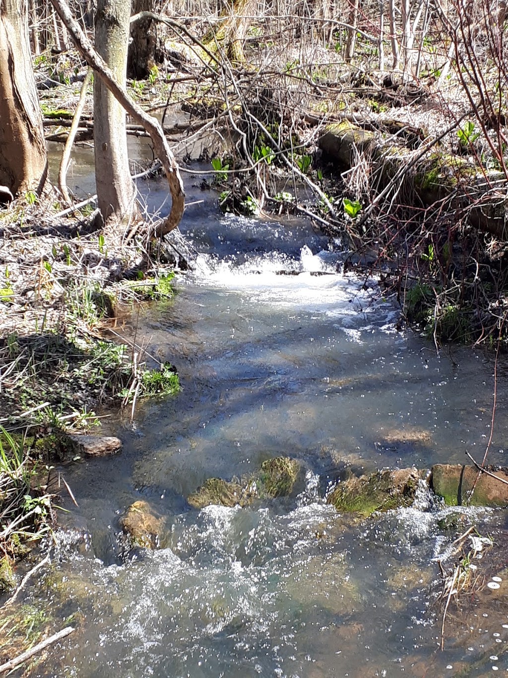 Joanys Woods | Unnamed Road, Lambton Shores, ON N0M 2N0, Canada