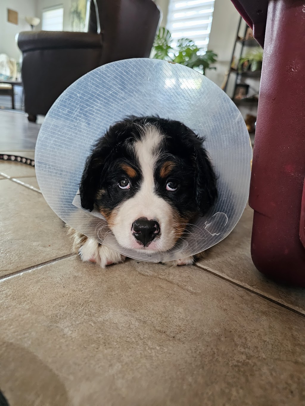 Figue & Pepper Veterinary Clinic / Clinique Vétérinaire | 4578 Rue Principale, Saint-Antoine, NB E4V 1R4, Canada | Phone: (506) 525-2000